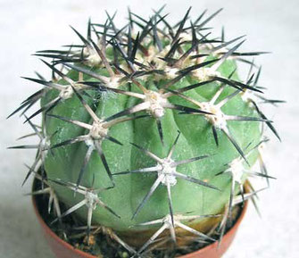 Acantholycium thionanthum fam: cactacee