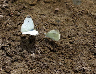 Butterflies - Schmetterlinge