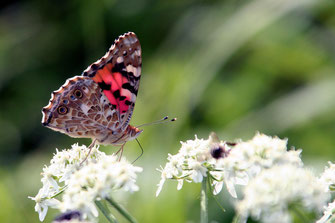 Butterflies - Hochzeit, Schmetterlinge, Bräuche