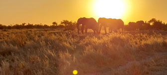 'Near to the sun, but the early mornings and evenings were limpid and restful, and the nights were cold.' (1985 Out of Africa)