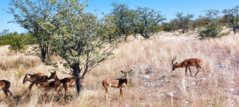 impala's