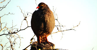 red-billed spurfowl