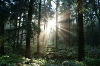 Der Wald schläft noch, die Sonne ist schon aufgestanden!