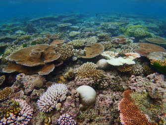 Bleaching severity is varied on the central section of the Great Barrier Reef. Here, the shallow reef flat at Coates Reef just south of Cairns shows major bleaching (where 30-60% of the coral community is bleached). Image: N. Cantin / AIMS