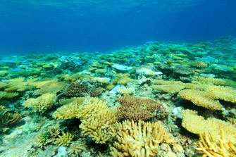 Coral mortality has already claimed many of these corals. Transitioning through the bright whites of bleaching, the coral polyps have now died and the colonies are being overgrown with algae. Approximately 50% of the colonies at this site (Inner East Hook