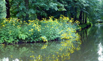 Echte Rödertalblumen (Schlitzblättriger Sonnenhut; Rudbeckia laciniata) in ihrer ursprünglichen Pracht