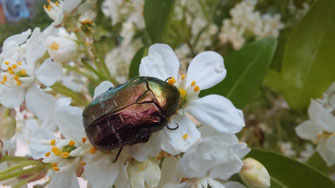 scarabée sur une fleur d'oranger du Mexique