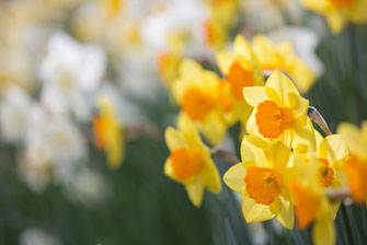 Narzissen-Vielfalt - Blumenzwiebelversand