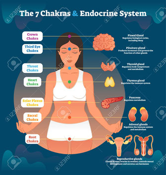 Les glandes endocrines et les organes producteurs d'hormones reliés aux chakras.