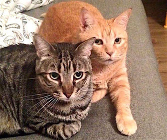 Catsitting Saarland - Die Katzenfrau - Mobile Katzenbetreuung - Catsitter mit Herz