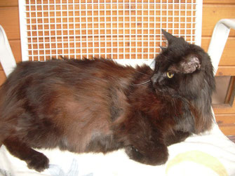 sensibles katerchen sucht liebevolle dosenoffner odin ist ins hedwig trampert tierheim dillingen umgezogen die katzenfrau catsitting saarland