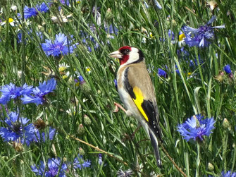 Vogel mit kräftigem Schnabel, rot-weißer Kopfzeichnung und gelbem Flügelabzeichen zwischen blauen Blüten.