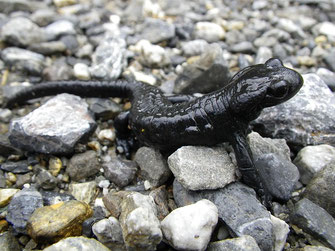 Foto: Pixabay, Alpensalamander