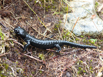 Foto: Pixabay, Alpensalamander