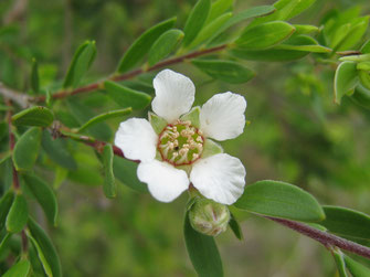 Huile essentielle de Tea-tree et infections