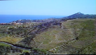les vignes à Collioure