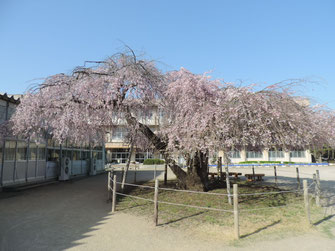 七面山の桜 偕楽園前史 水戸桜川千本桜プロジェクト 七面山の桜 偕楽園前史 水戸桜川千本桜プロジェクト