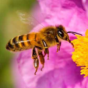 rol de las abejas
