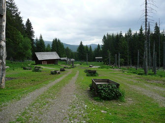 Rotwildwgatter im NP Bayerischer Wald, hier im Sommer