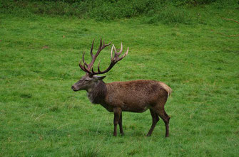 Ein kapitaler Hirsch, der die Herzen der Jäger höher schlagen lässt! - Ursache des unseligen Tropäenkultes und der Trophäenjagd. 