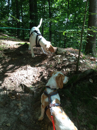 Bild: Bettina Bumb / Spaziergang im Wald oder Schatten