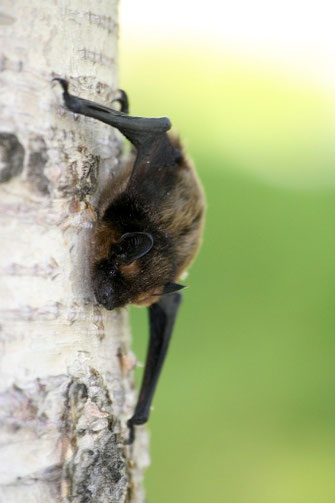 Bild: Fledermaus am Baumstamm