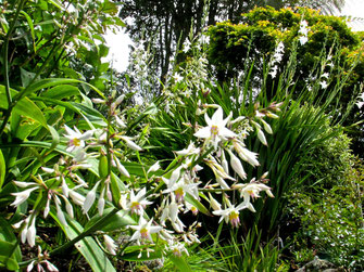 New Zealand Rock Lily