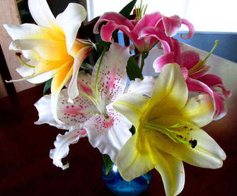 lily collection