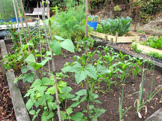 kitchen garden