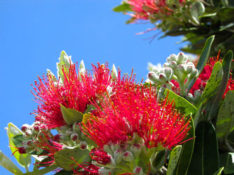 Pohutukawa