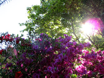 evening light garden