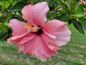 Blumen in Garten - Gewächshaus, Hochbeet, Gartenhaus, Gärtner, Blumen, Kräuter
