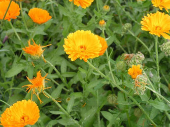 Blumen in Garten -  Gewächshaus, Hochbeet, Gartenhaus, Gärtner, Blumen, Kräuter