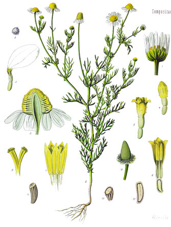 Matricaria recutita, aus Köhler´s Medizinalpflanzen, wikimedia commons, gemeinfrei