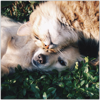 Hund und Katze schmusen