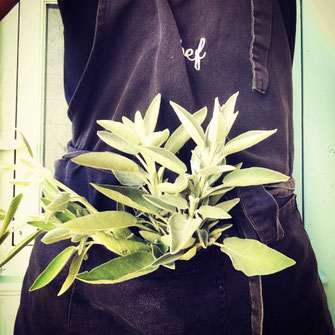 Dans la poche d'un tablier de cuisine, un bouquet de sauge.