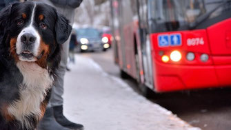 un chien bouvier bernois à un arrêt de bus avec coach canin 16 educateur canin à angoulême