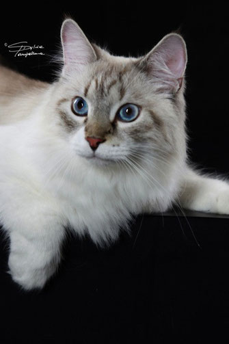 August Vincent Sinfonia Felina