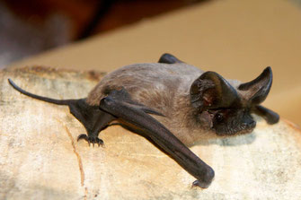 Faltlippenfledermaus