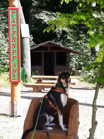 Wanderung zum Taternpfahl im Deister. Ich sitze auf einer Bank vor einem grünen Schild, auf dem in roter Schrift von oben nach unten Taternpfahl zu lesen ist.  Im Hintergrund sieht man eine weitere Picknickbank und eine Schutzhütte. 