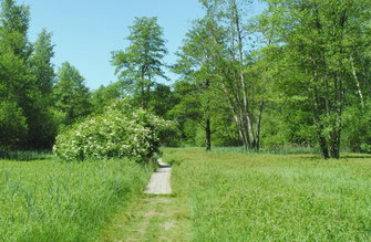 Foto: Spitzwiese (c) Horst Guckelsberger