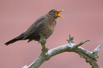Amsel (c) Rosi Rösner