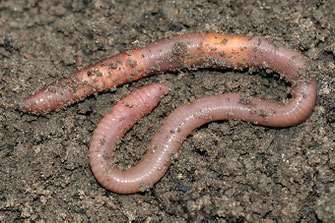 Regenwurm, Helge May
