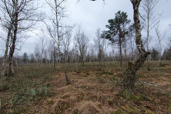Foto: Bacherner Moos (c) Claudius Birke