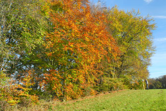 Foto: Schmid-Wäldchen (c) Horst Guckelsberger