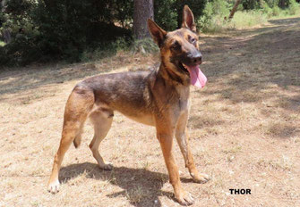THOR