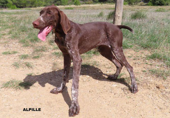 ALPILLE