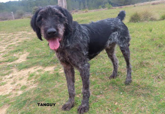 TANGUY
