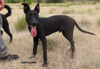 CASTILLON