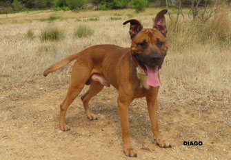 DIAGO